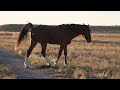 Stock Video Wild Horse Smelling Others Manure And Pooping On The Pile
