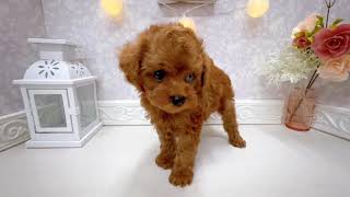 タイニープードルの動画01