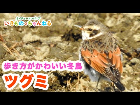 IUCN分類における絶滅の危険性を示す図。