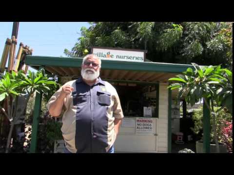 How to maintain and identify Abelia