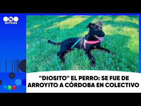 "DIOSITO" el perro: se fue de arroyito a córdoba en colectivo
