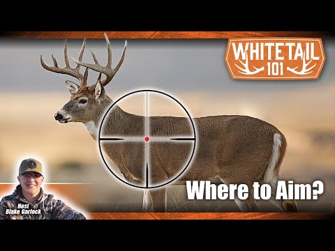 Tips on Where to Shoot a Deer