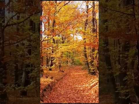 Autumn Fall Foliage - Enchanting Autumn Forests with Beautiful Piano Music - 4K Autumn Ambience