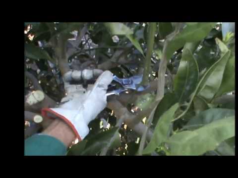 PROVE DIMOSTRATIVE DI POTATURA SU MANDALATE