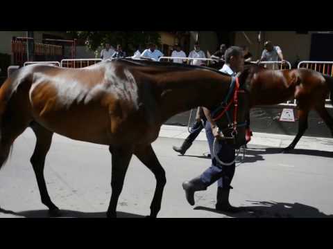 Race 6 - Horse 9 - Ready To Attack