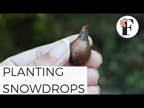 Planting Galanthus Snowdrop Bulbs - Gardening for Beginners Cut Flower Farm Growing Flowers