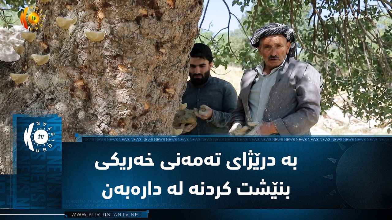 ڤیدیۆ | چیای ئاسۆس ..وەستا ئیبراهیم بە درێژای تەمەنی خەریکی بنێشت کردنە لە دارەبەن