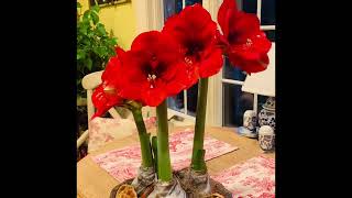 My Amaryllis Bulbs 2023: From Bulb to Bloom