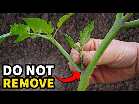 STOP REMOVING TOMATO SUCKERS!!! It's Killing Your Tomato Plants