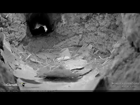 Nest Check, May 26, 2018 | Bermuda Cahow Cam