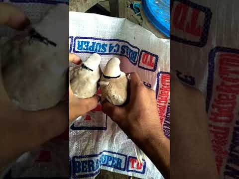 Puter Balam Novyj Trend Smotret Onlajn Na Sajte Trendovi Ru