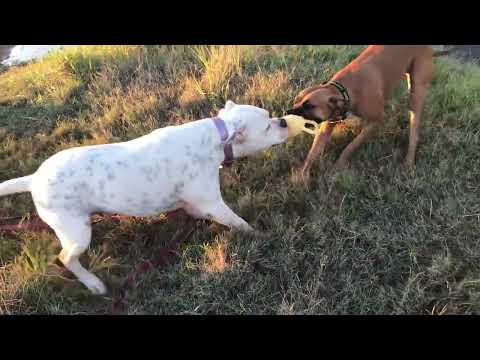 Dam Play - Introducing Nevaeh and Chance Wilson