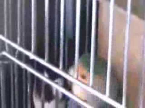 Lovebird - Yikes, Sybil Runs For Her Life