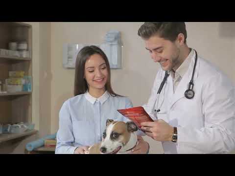 Choosing the Right Food for Your Dog: A Comprehensive Guide