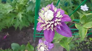 Клематис Тайга купить в Москве, доставка почтой по России, недорого в ...