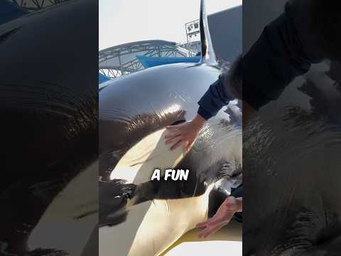 This Is How An Orca Gets Cleaned #shorts #orca
