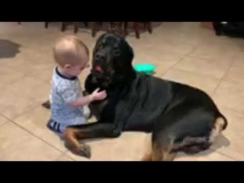 Huge Rottweilers best friend is toddler Toddler playing with huge Rottweiler IMG 0208