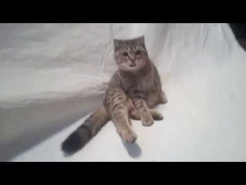 Уход за парусами. Самостоятельная профилактика на примере небольшого паруса Стиржа, глажка, ремонт