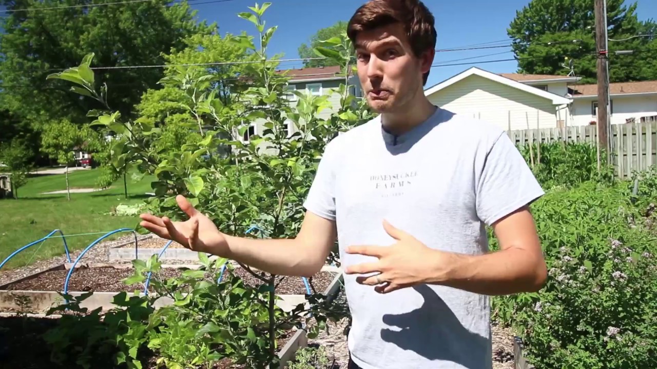 4 Methods of Controlling Aphids Organically - YouTube