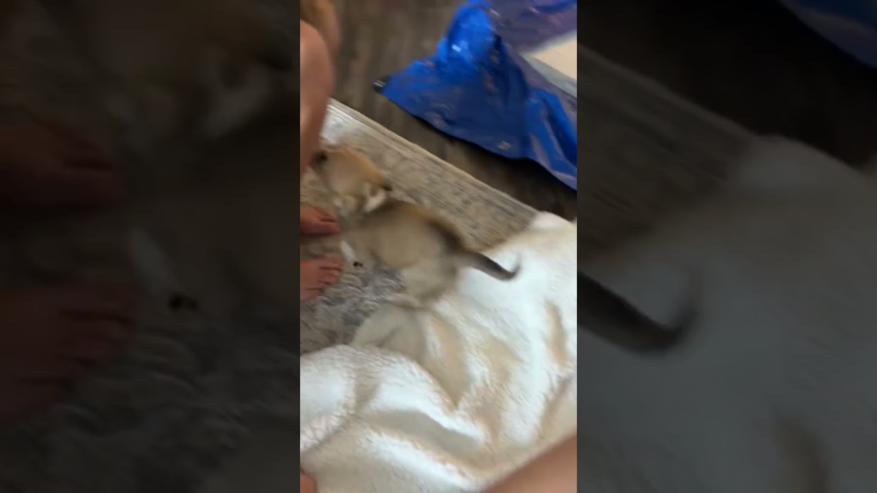 Enlarge Daisy , an adopted mixed breed in Arlington , VA video 4/4