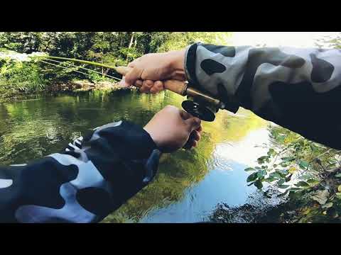 Solid fish from the Tolka River
