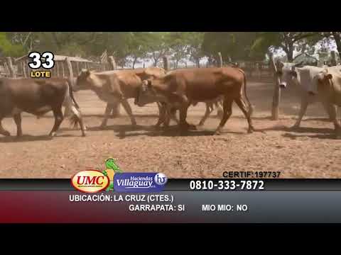 Lote 50 Novillitos en La Cruz, Corrientes