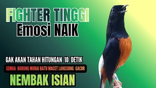 Download lagu Murai batu GACOR TEMBAKAN MEWAH cocok untuk PANCINGAN agar bunyi JADIKAN burung murai gacor NGAMUK mp3