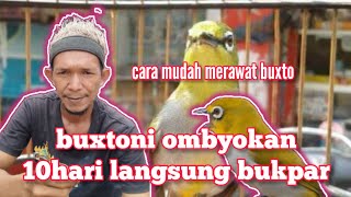 Download lagu caring for the Buxtoni pleci so that it opens its beak quickly mp3 Download lagu caring for the Buxtoni pleci so that it opens its beak quickly mp3