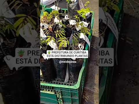 🪴 GANHEI PLANTAS em CURITIBA PARANÁ #curitiba #parana #plantas #prefeitura
