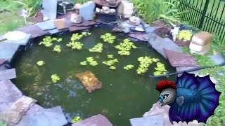 How To Drain Your Outdoor Pond Easily