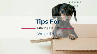 Essential Tips For Moving House With Pets