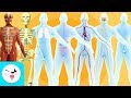 Human body organ systems for kids - Compilation