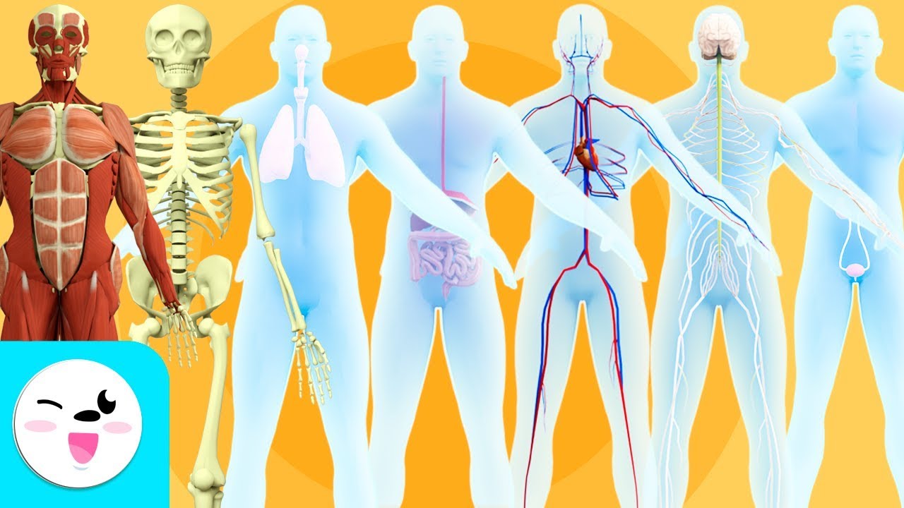 Human body organ systems for kids - Compilation