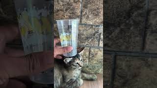 Download lagu why is my head given grlas #shorts #kenjzifarm #kenjzipetualang mp3 Download lagu why is my head given grlas #shorts #kenjzifarm #kenjzipetualang mp3