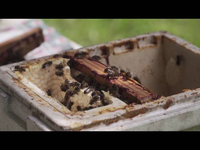 De Texelse imker vertelt over zijn passie voor bijen