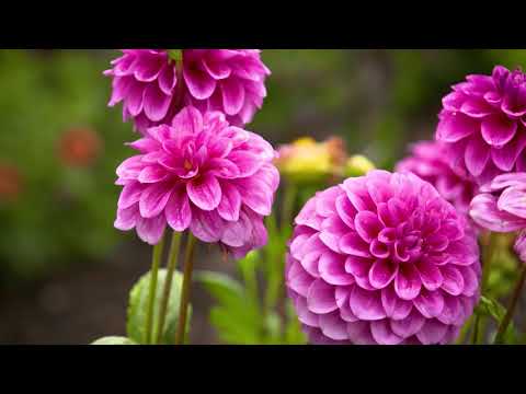The Garden Gurus – Panorama Garden Estate