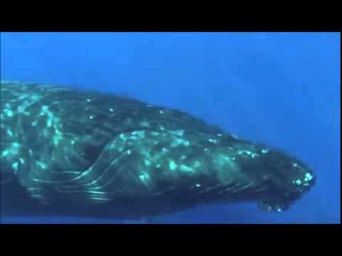 Joe T Vannelli vs Hot Since 82 - The End (Lorenzo Grosso Whales Edit)