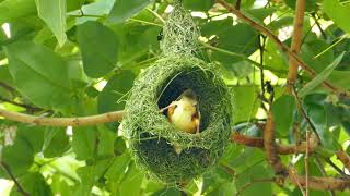 How do Baya Weavers build intricate nests?