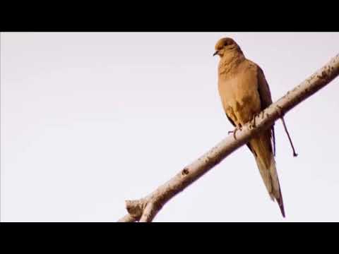 Mourning Dove Call - Sound Effect