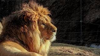 Un posible golpe de calor mata a tres leones en un zoo de Japón
