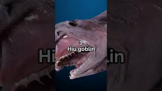 Download lagu 5 Hewan Mengerikan Yang Hidup Di Palung Mariana #shorts #dunia #palungmariana #misteri mp3 Download lagu 5 Hewan Mengerikan Yang Hidup Di Palung Mariana #shorts #dunia #palungmariana #misteri mp3