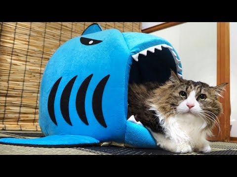 巨大な鮫に食べられたボス猫　Gearbest Pet's shark bed