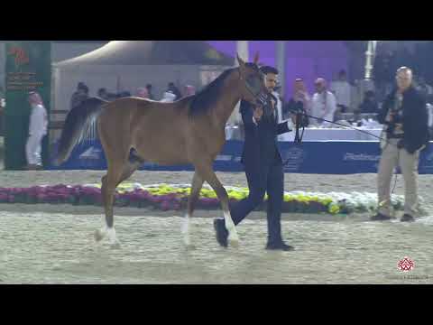 N 197 MUHIB AL   Asharqia Arabian Horse Classic 2020   Yearling Colts Class 7C