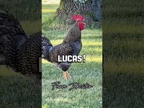 Lucas!, Oh Lukas!, Lucas! #rooster #chickens #memesdaily #geese #names #farmjokester #funny