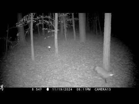 Fox Sounds Like A Woman Screaming