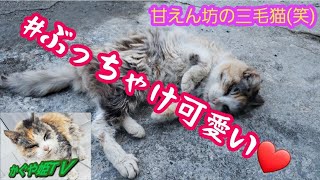帰って来た三毛猫‼️【野良猫と呼ばないで】去年から飼い主の所で生活していた猫ちゃんが今年も我が家に遊びにやって来た‼️‼️