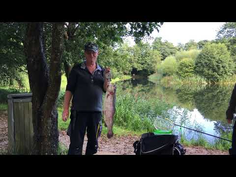 Regenbogenforelle 3,8 Kg. / Regnbueørred 3,8 kg. /Rainbow trout 3,8 kg.