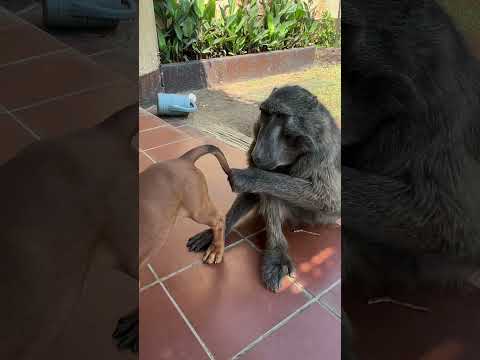 Rigby the Puppy was not getting away from Cindy the Baboon cuddles! 🥰 #baboon #puppy #cuteanimals