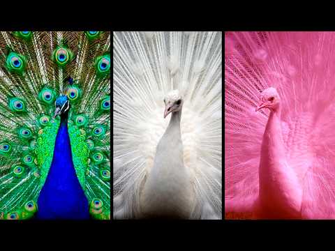 Los 15 Pavos Reales MÁS HERMOSOS del Mundo