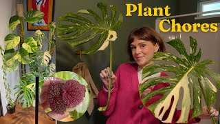 let's catch up on some plant chores 🌿✂️ thai constellation chop, new plant, + alocasia rescues